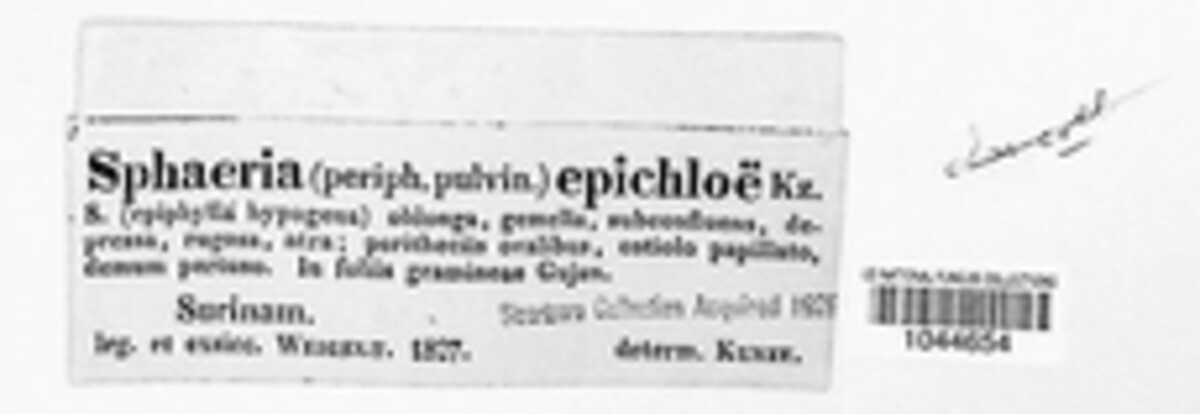 Balansia epichloe image